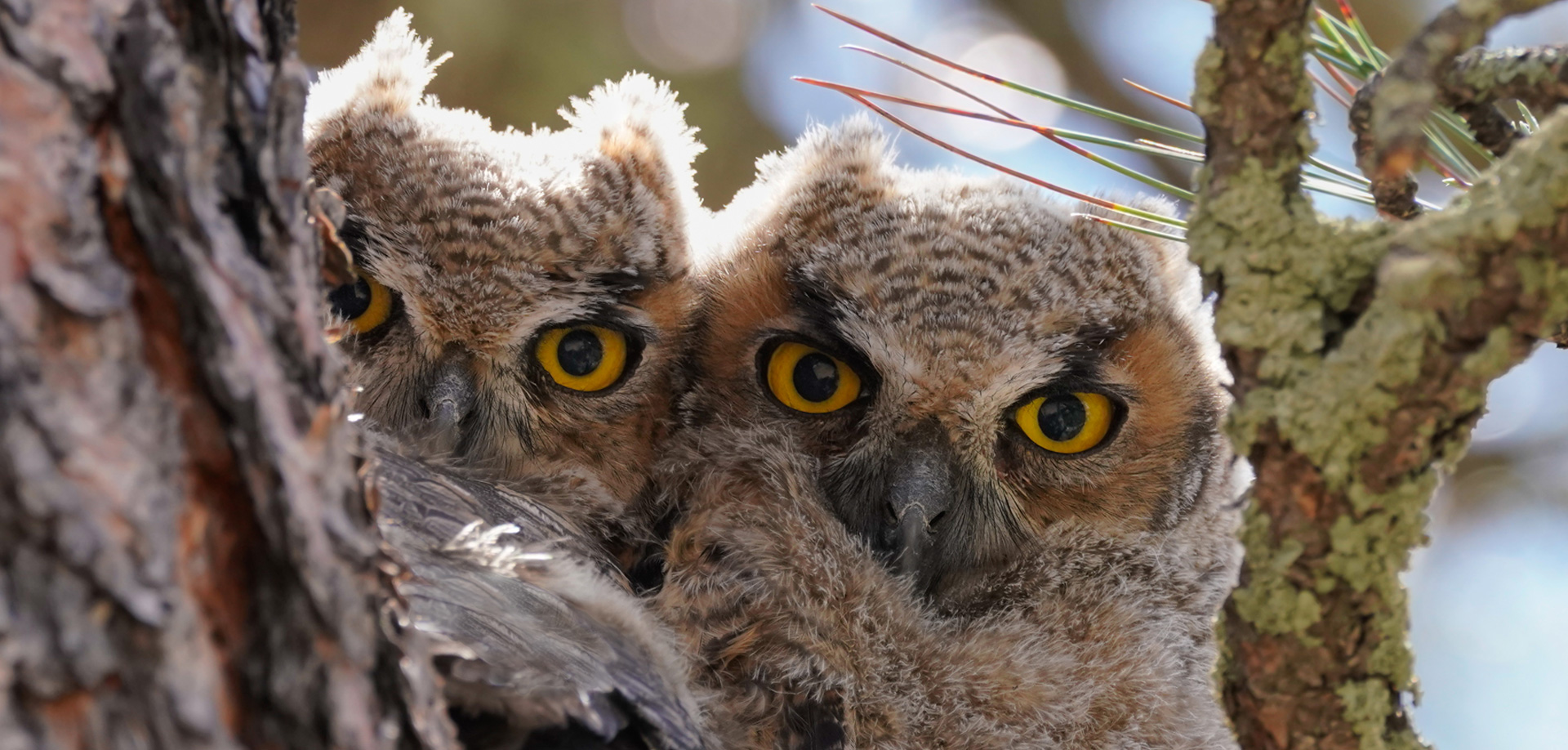 Great Horned Owlets - Moment of Perception Photography