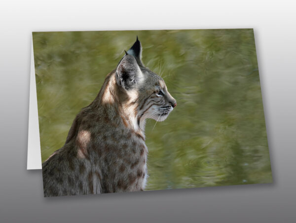 portrait of a bobcat without copy - Moment of Perception Photography