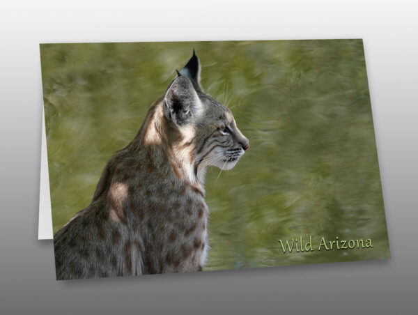 portrait of a bobcat without copy - Moment of Perception Photography