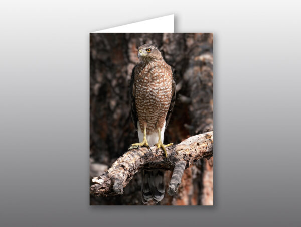 Coopers Hawk - Moment of Perception Photography
