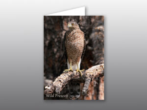 Coopers Hawk - Moment of Perception Photography