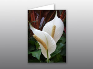 Spathiphyllum Flower - Moment of Perception Photography