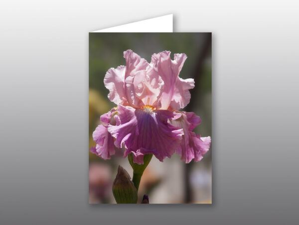Iris flower - Moment of Perception Photography