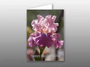 Iris flower for Mothers Day - Moment of Perception Photography