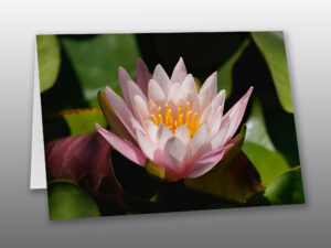 pink-water-lily-Moment-of-Perception-Photography