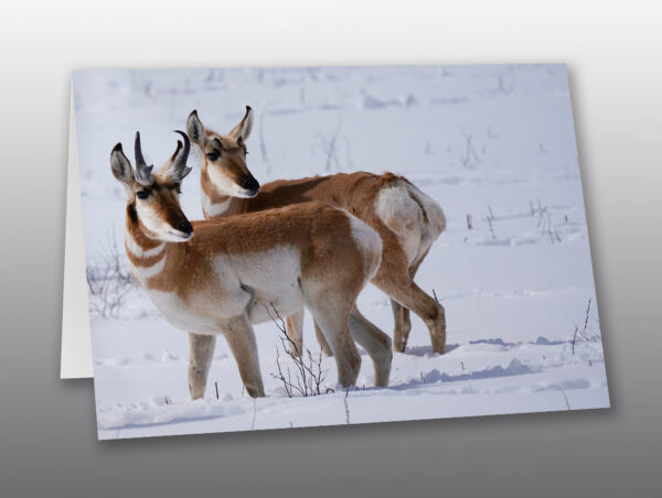 pronghorn antelope in snow - Moment of Perception Photography