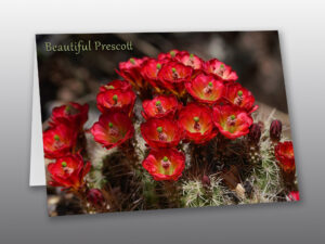 Bright Red Cactus Flowers - Moment of Perception Photography