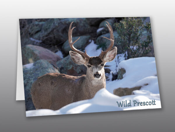 snow buck - Moment of Perception Photography