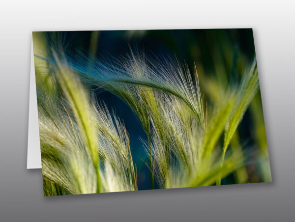wild grass in the high desert - Moment of Perception Photography