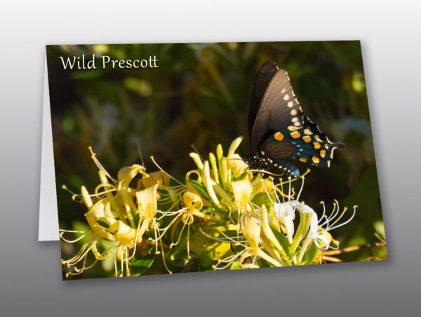 Swallowtail Butterfly Among the Honeysuckle - Moment of Perception Photography