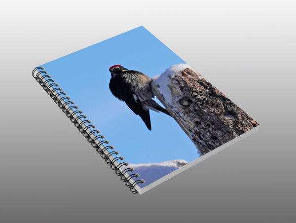 acorn woodpecker in winter - Moment of Perception Photography