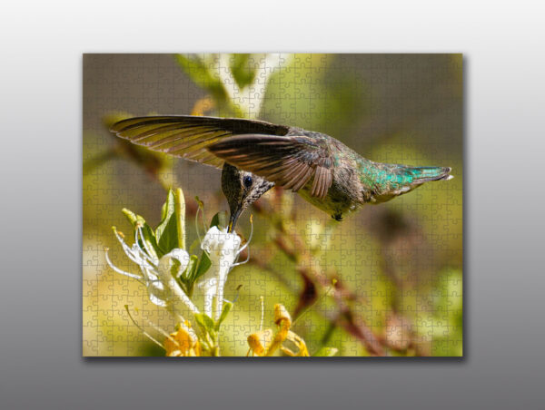hummingbird and honeysuckle - Moment of Perception Photography