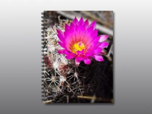 pink cactus flower - Moment of Perception Photography