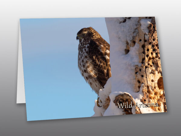 hawk perched on snowy tree - Moment of Perception Photography
