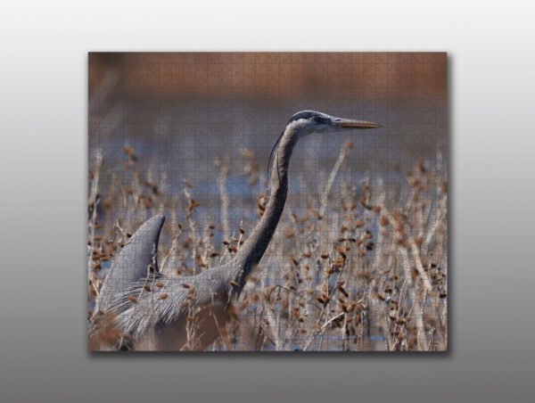 heron in the reeds - Moment of Perception Photography