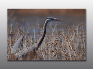 heron in the reeds - Moment of Perception Photography