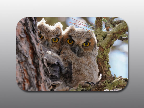baby great horned owls - Moment of Perception Photography