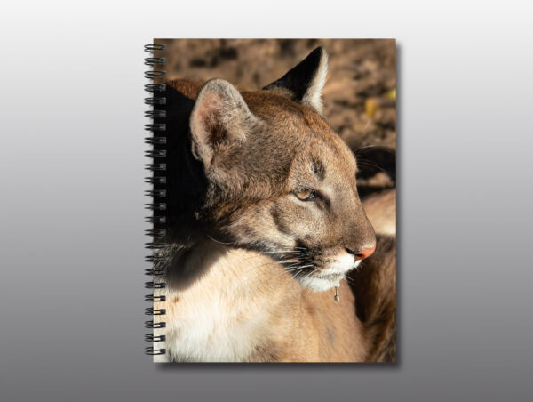 arizona cougar - Moment of Perception Photography