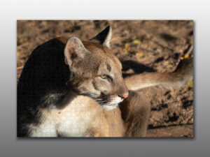 cougar close up - Moment of Perception Photography