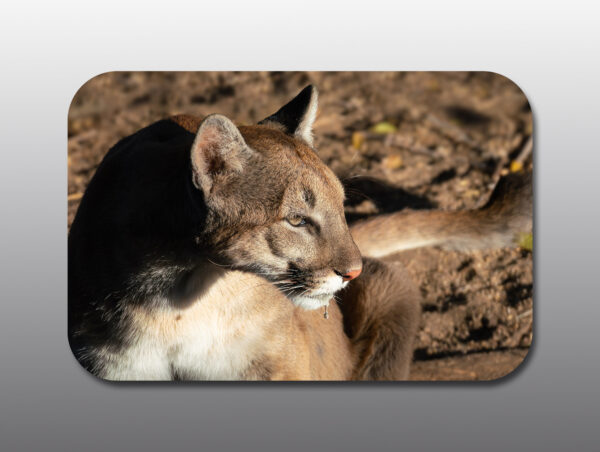 cougar drinking - Moment of Perception Photography