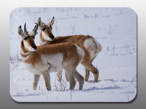 Pronghorn Buck and Doe - Moment of Perception Photography