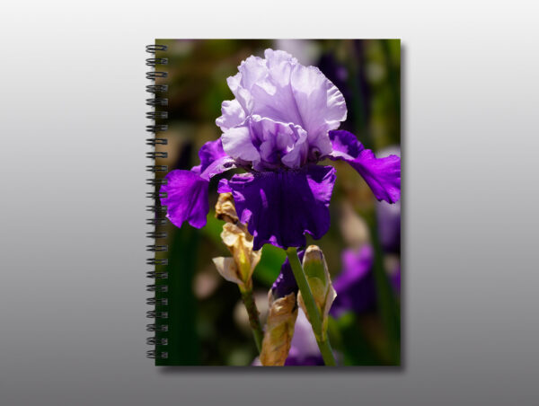 blooming purple iris - Moment of Perception Photography