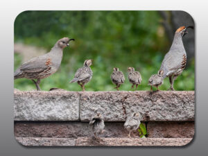 gambels quail family - Moment of Perception Photography