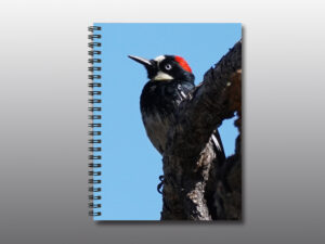 acorn woodpecker - Moment of Perception Photography