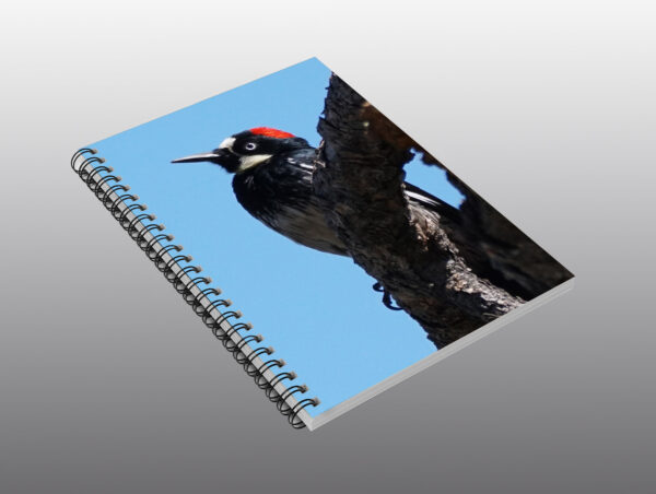acorn woodpecker - Moment of Perception Photography