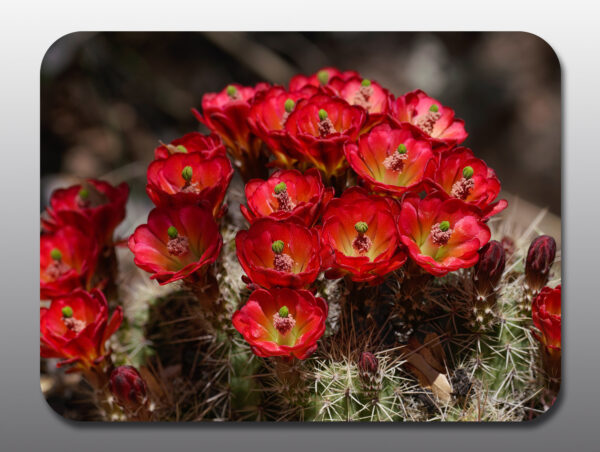 hedgehog cactus flowers - Moment of Perception Photography