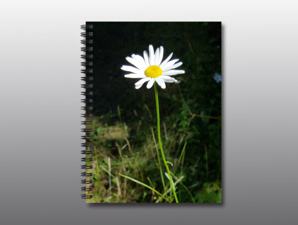 wild daisy flower - Moment of Perception Photography