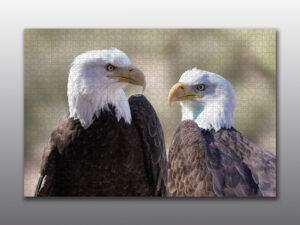 Bald Eagle close up - Moment of Perception Photography