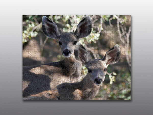 mule deer fawns - Moment of Perception Photography